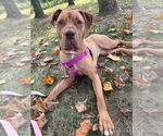 Small #3 American Staffordshire Terrier