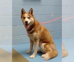 Small Siberian Husky Mix