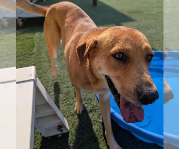 Medium Photo #2 Golden Labrador Puppy For Sale in Rockwall, TX, USA