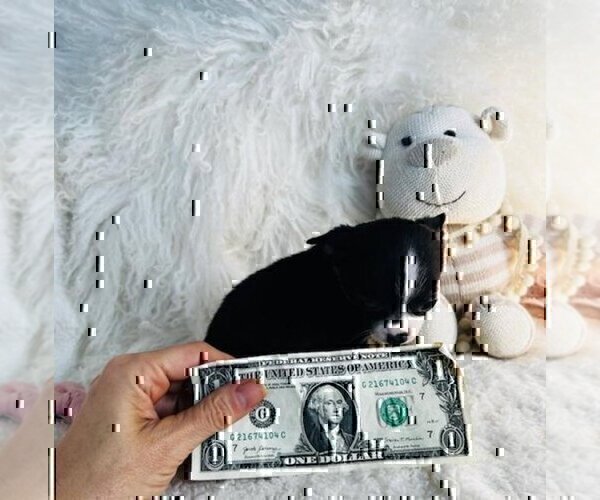 Medium Photo #17 Chihuahua Puppy For Sale in FORT LAUDERDALE, FL, USA