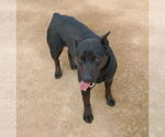 Small #15 Labrador Retriever
