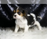 Small #2 Cavalier King Charles Spaniel