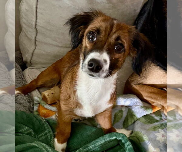 Medium Photo #1 Dachshund-Unknown Mix Puppy For Sale in Canton, CT, USA