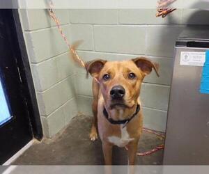 Shepradors Dogs for adoption in Tulsa, OK, USA