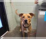 FROSTY FRIEND - Male Shepradors Dog for Adoption - Small photo