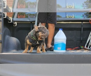 French Bulldog Puppy for sale in CONYERS, GA, USA