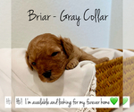 Puppy Briar Poodle (Toy)
