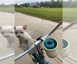 Chihuahua Puppy for sale in CASTLE HAYNE, NC, USA