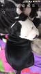 Small Photo #1 Alapaha Blue Blood Bulldog Puppy For Sale in COLUMBUS, OH, USA