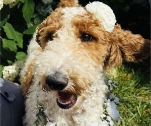 Mother of the Labradoodle-Poodle (Standard) Mix puppies born on 08/28/2025