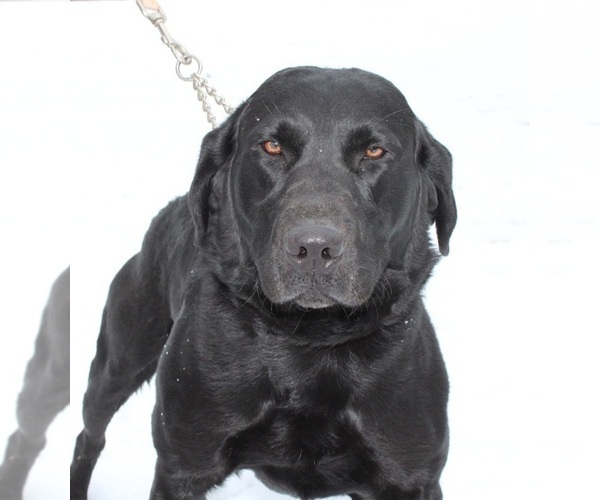 Medium Photo #1 Labrador Retriever Puppy For Sale in CREWE, VA, USA
