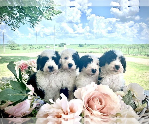 Medium Photo #1 Sheepadoodle Puppy For Sale in DADEVILLE, MO, USA