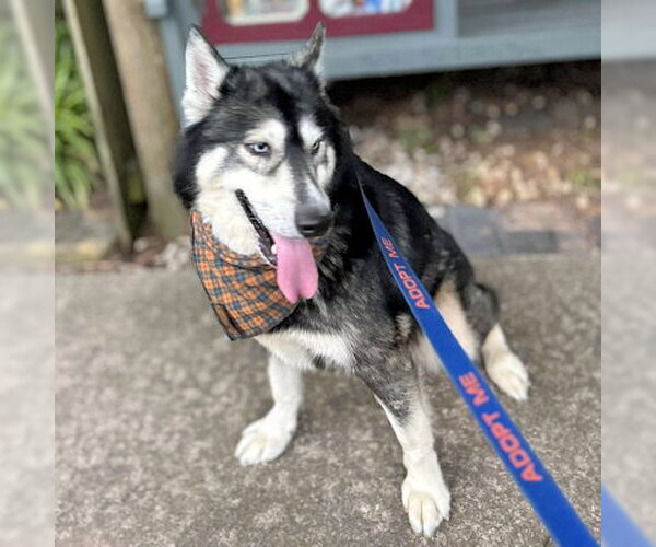 Medium Photo #4 Siberian Husky Puppy For Sale in Omaha, NE, USA