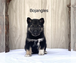 Norwegian Elkhound-Siberian Husky Mix Puppy for sale in FREDERICKSBG, OH, USA