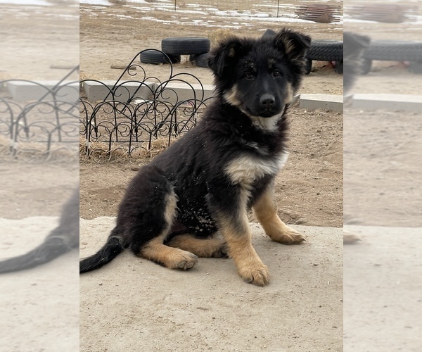 Medium Photo #6 German Shepherd Dog Puppy For Sale in CALHAN, CO, USA
