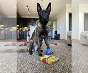 Belgian Malinois Puppy for sale in FORT WORTH, TX, USA