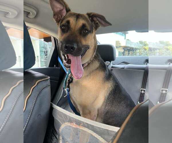 Medium Photo #8 German Shepherd Dog Puppy For Sale in Pompano Beach , FL, USA