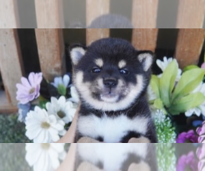 Shiba Inu Puppy for sale in SAN DIEGO, CA, USA