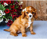 Small #7 Cavalier King Charles Spaniel