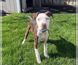 American Pit Bull Terrier-Unknown Mix Dogs for adoption in Hayward, CA, USA