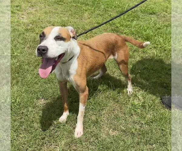 Medium Photo #1 Mutt Puppy For Sale in Abbeville, LA, USA