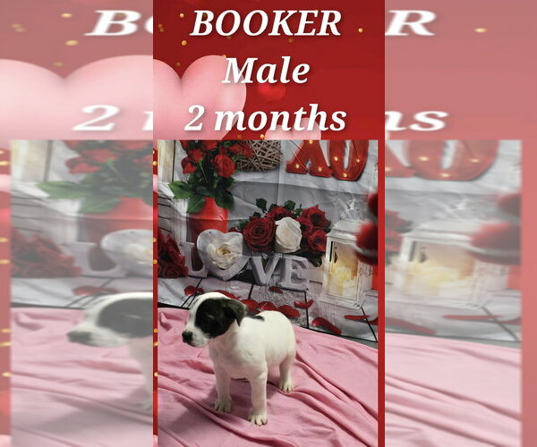 Medium Photo #4 Great Pyrenees-Unknown Mix Puppy For Sale in Aurora, IN, USA