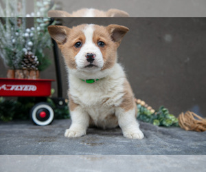 Medium Pembroke Welsh Corgi