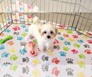 Maltipoo (Toy) Puppy for sale in ORO VALLEY, AZ, USA