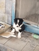 Small Photo #1 Border Collie Puppy For Sale in BRAYTON, IA, USA