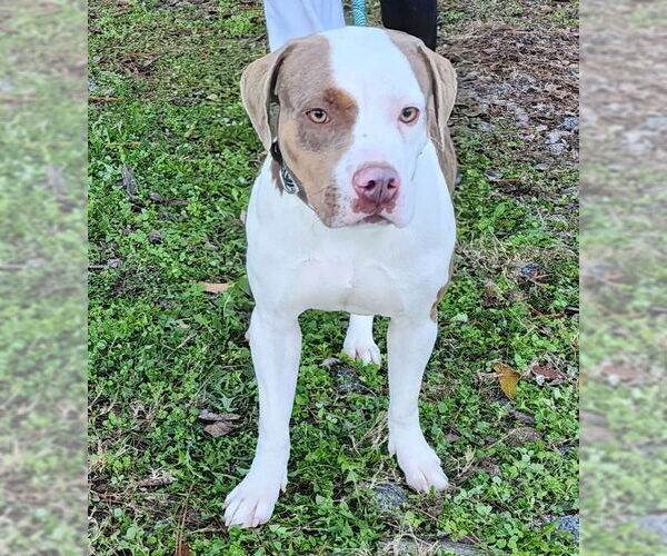 Medium Photo #2 American Pit Bull Terrier-Unknown Mix Puppy For Sale in Wetumpka, AL, USA