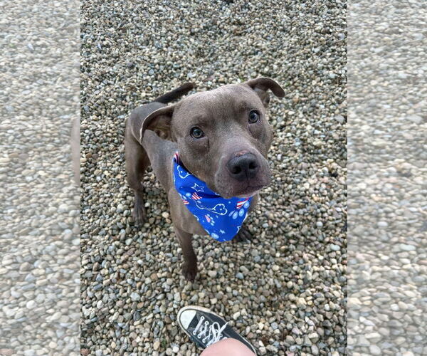 Medium Photo #1 American Pit Bull Terrier-Unknown Mix Puppy For Sale in FAIRLAWN, OH, USA
