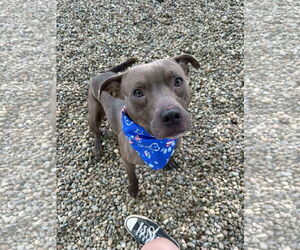 American Pit Bull Terrier-Unknown Mix Dogs for adoption in FAIRLAWN, OH, USA