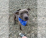 Small American Pit Bull Terrier Mix