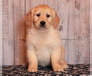 Golden Retriever Puppy for sale in APPLE CREEK, OH, USA