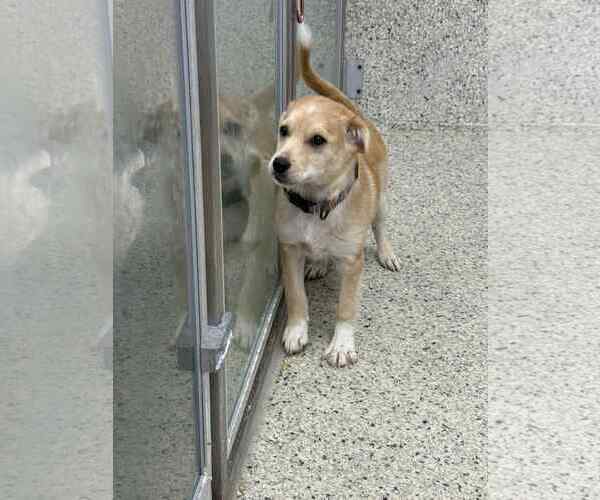 Medium Photo #5 Jack Russell Terrier-Labrador Retriever Mix Puppy For Sale in Mechanicsburg, PA, USA