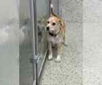 Small #4 Jack Russell Terrier-Labrador Retriever Mix