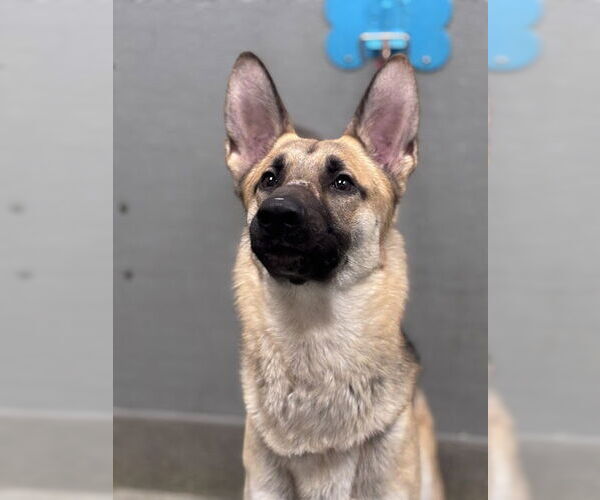 Medium Photo #1 German Shepherd Dog-Unknown Mix Puppy For Sale in Las Vegas, NV, USA