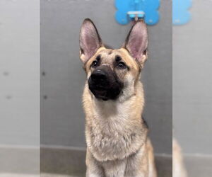 German Shepherd Dog-Unknown Mix Dogs for adoption in Las Vegas, NV, USA