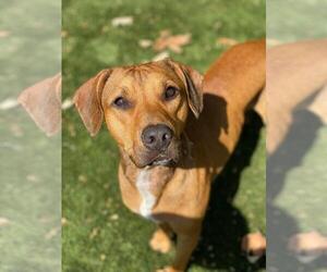 Mutt Dogs for adoption in Chula Vista, CA, USA