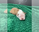 Small #11 Boston Terrier