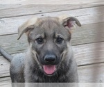 Puppy Ace German Shepherd Dog