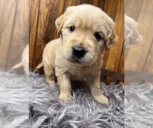 Golden Retriever Puppy for Sale in NEOLA, West Virginia USA