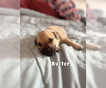 Small #1 Labrador Retriever Mix