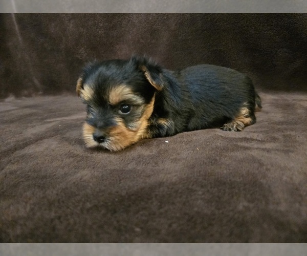 Medium Photo #8 Yorkshire Terrier Puppy For Sale in CARLYLE, IL, USA