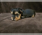Small #7 Yorkshire Terrier