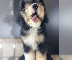 Miniature Bernedoodle Puppy for sale in HERNANDO, FL, USA