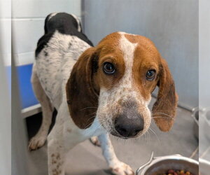 Beagle Walker Coonhound Dogs for adoption in Tavares, FL, USA