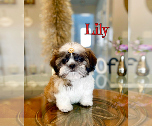 Shih Tzu Puppy for sale in SUGAR HILL, GA, USA