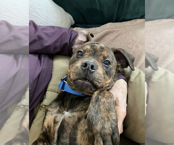 Medium Photo #5 American Staffordshire Terrier-Boxer Mix Puppy For Sale in Brewster, NY, USA