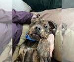 Small #4 American Staffordshire Terrier-Boxer Mix